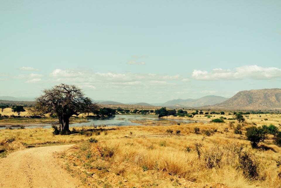 A baobab standing beside a dirt road running along the Great Ruaha River