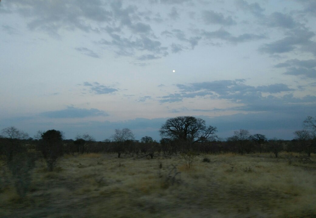 A baobab in silhouette with the moon rising behind it at dusk, Ruaha National Park