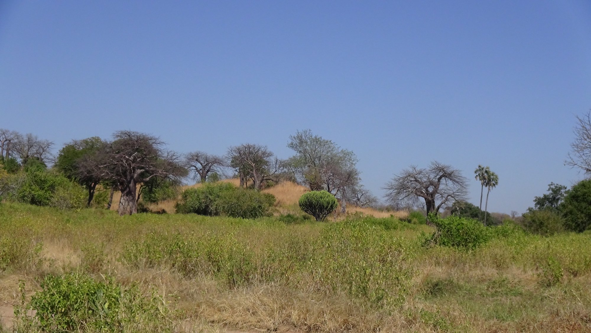 Baobabs and candelabra euphorbia scattered across a green hillside in Ruaha National Park