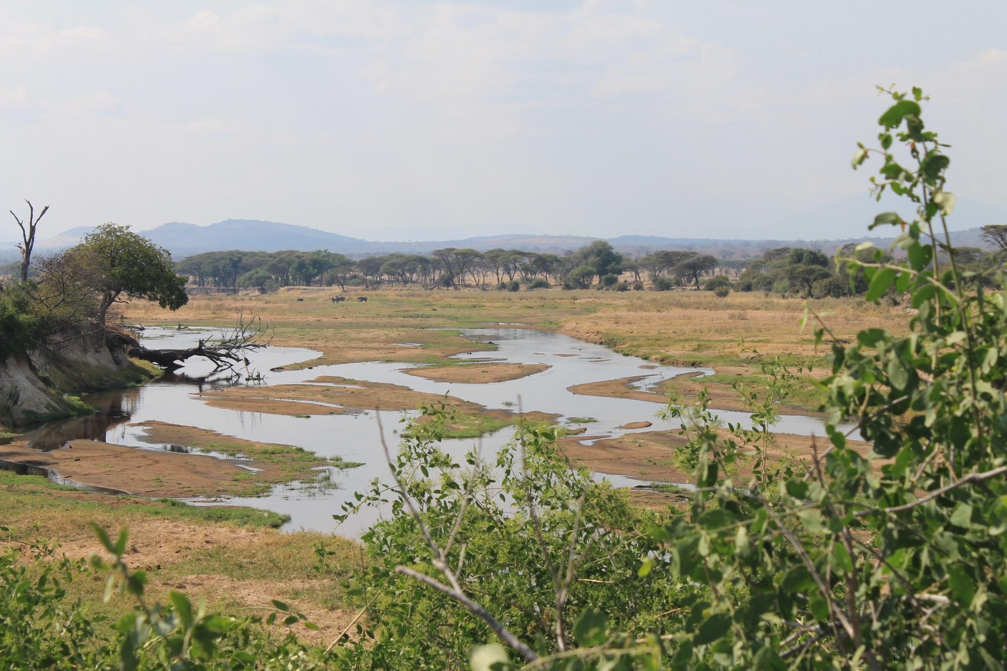 Braided channels of the Great Ruaha River running between sandbanks below hazy hills