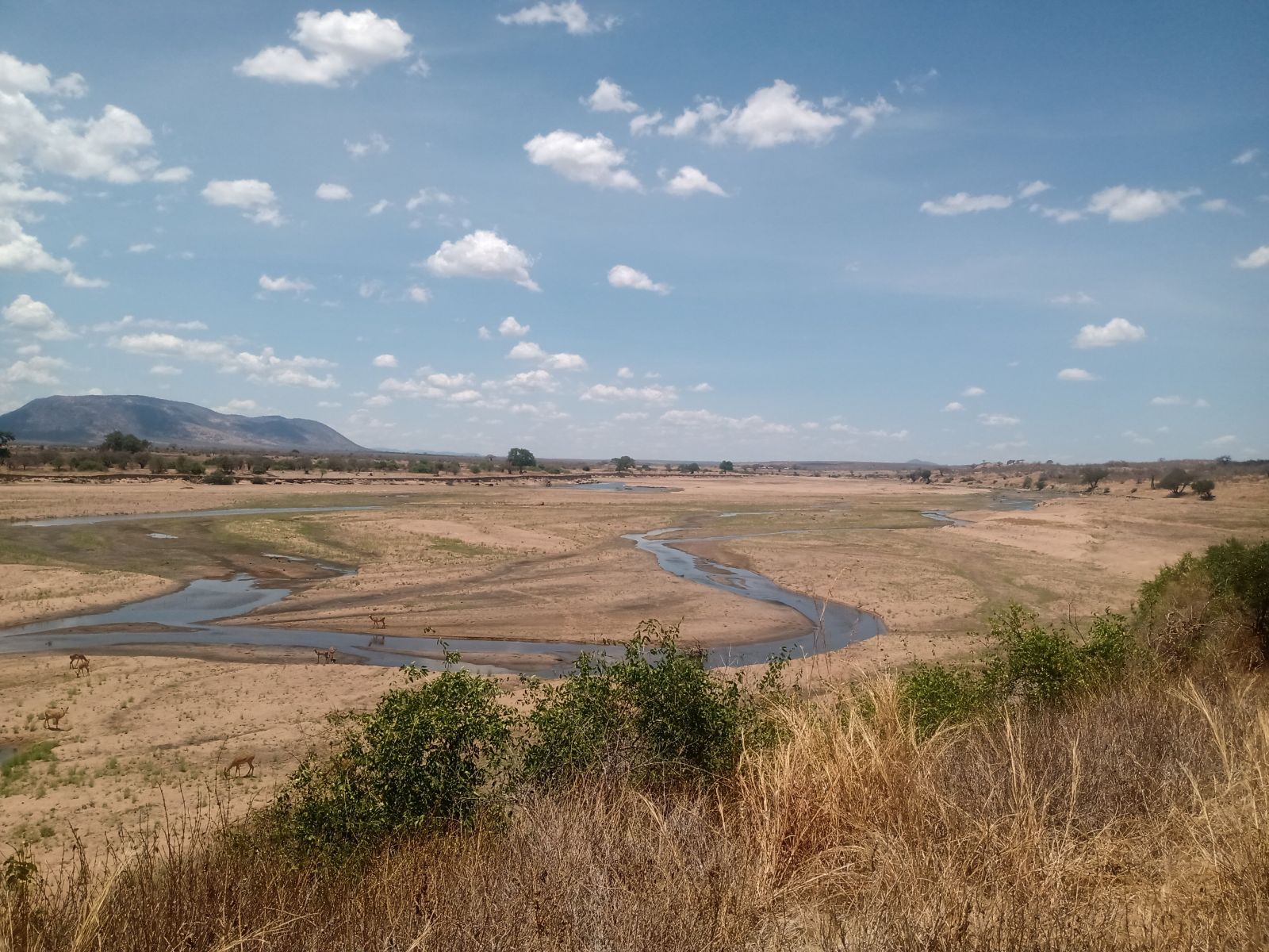 Braided sand river with impala grazing below a hill