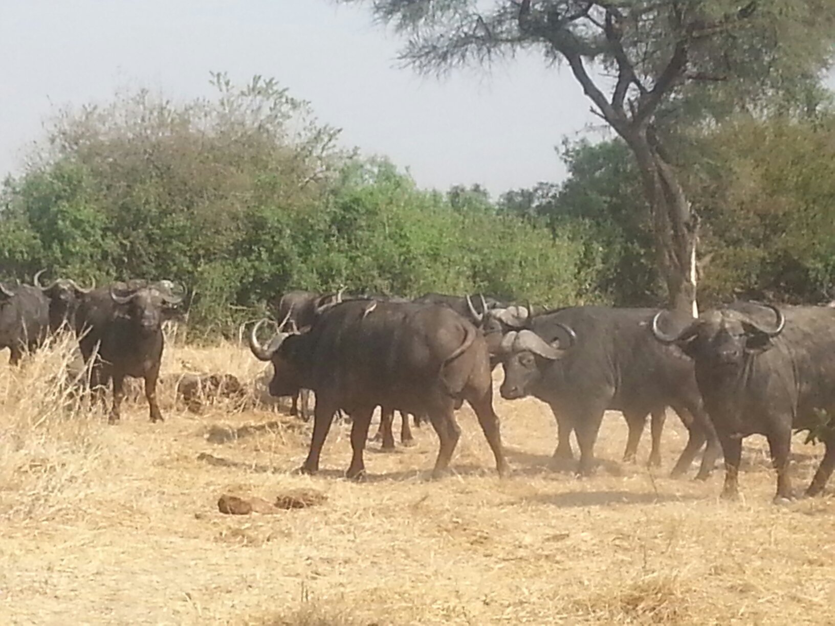 A herd of Cape buffalo standing in dry grass under an acacia in Ruaha