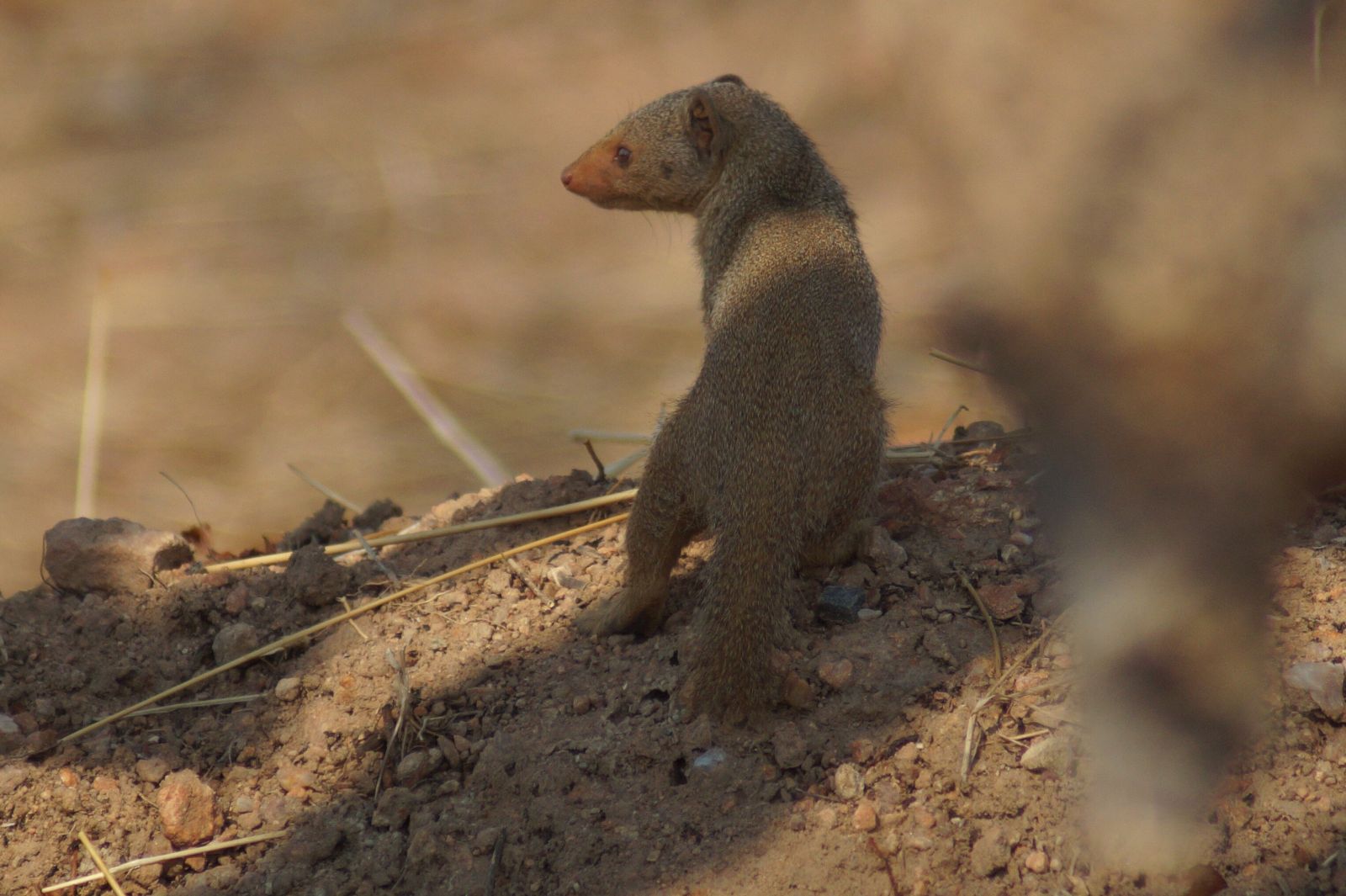 Dwarf mongoose standing upright on a termite mound