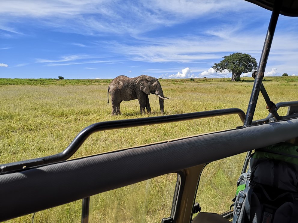 An elephant in the foreground with a baobab tree standing on the plain behind it, framed from a safari vehicle