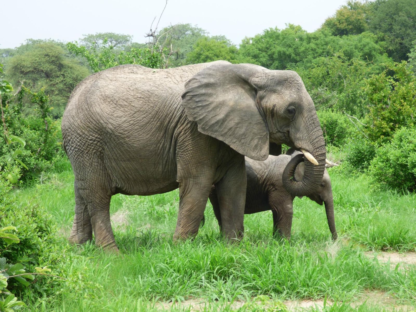 Elephant cow and her calf standing in tall green grass in Ruaha National Park