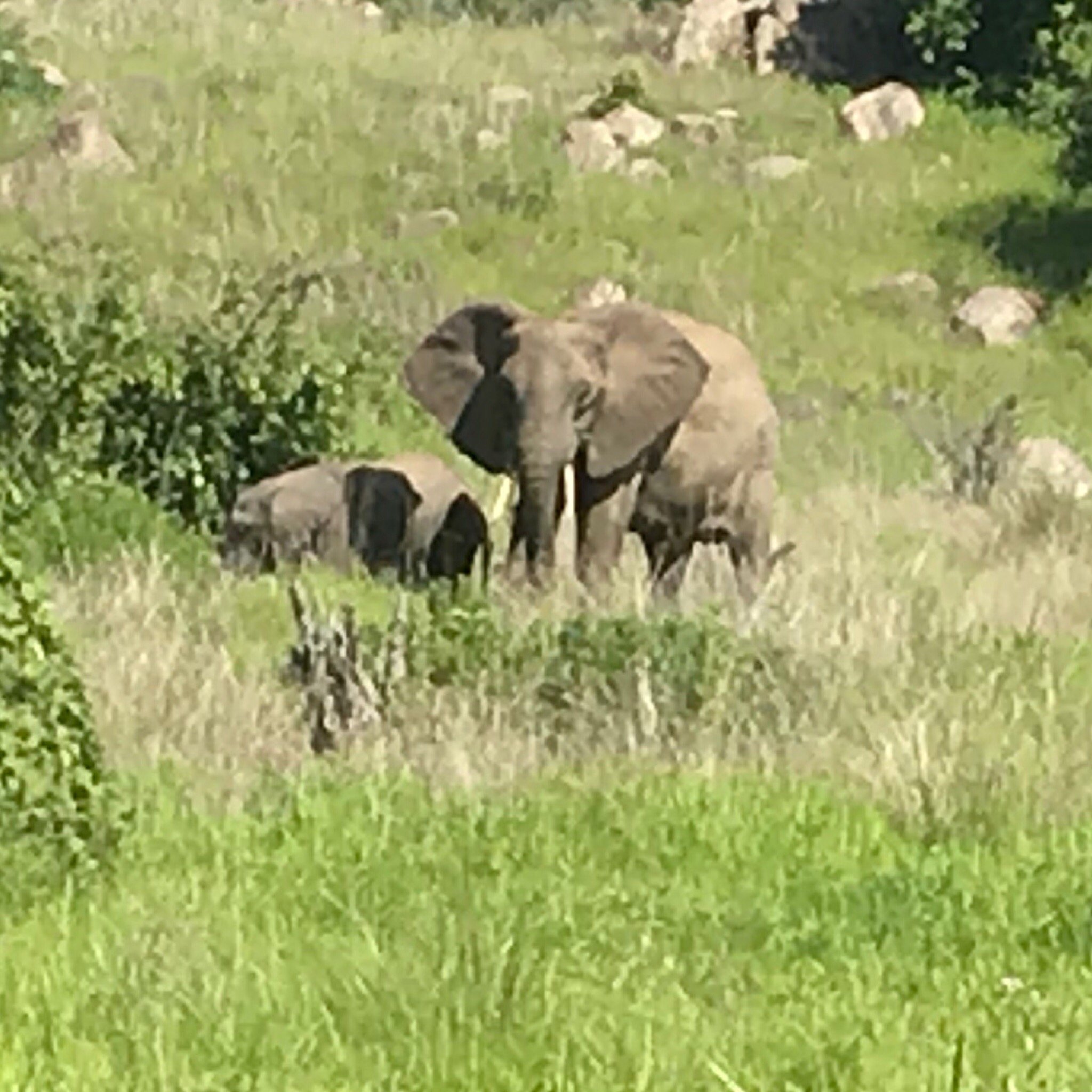 An elephant family feeding on open ground below a steep, boulder-strewn hillside