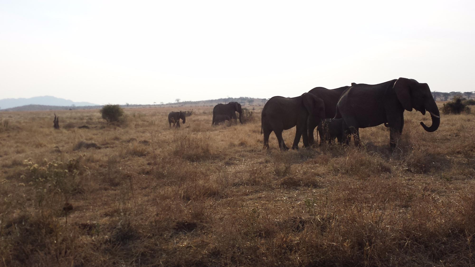 Elephant herd walking a hazy golden grass plain, Ruaha National Park