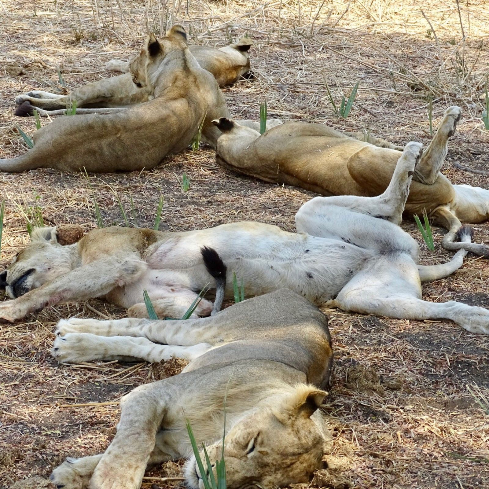 Five lions sprawled asleep in the shade of a bush in Ruaha