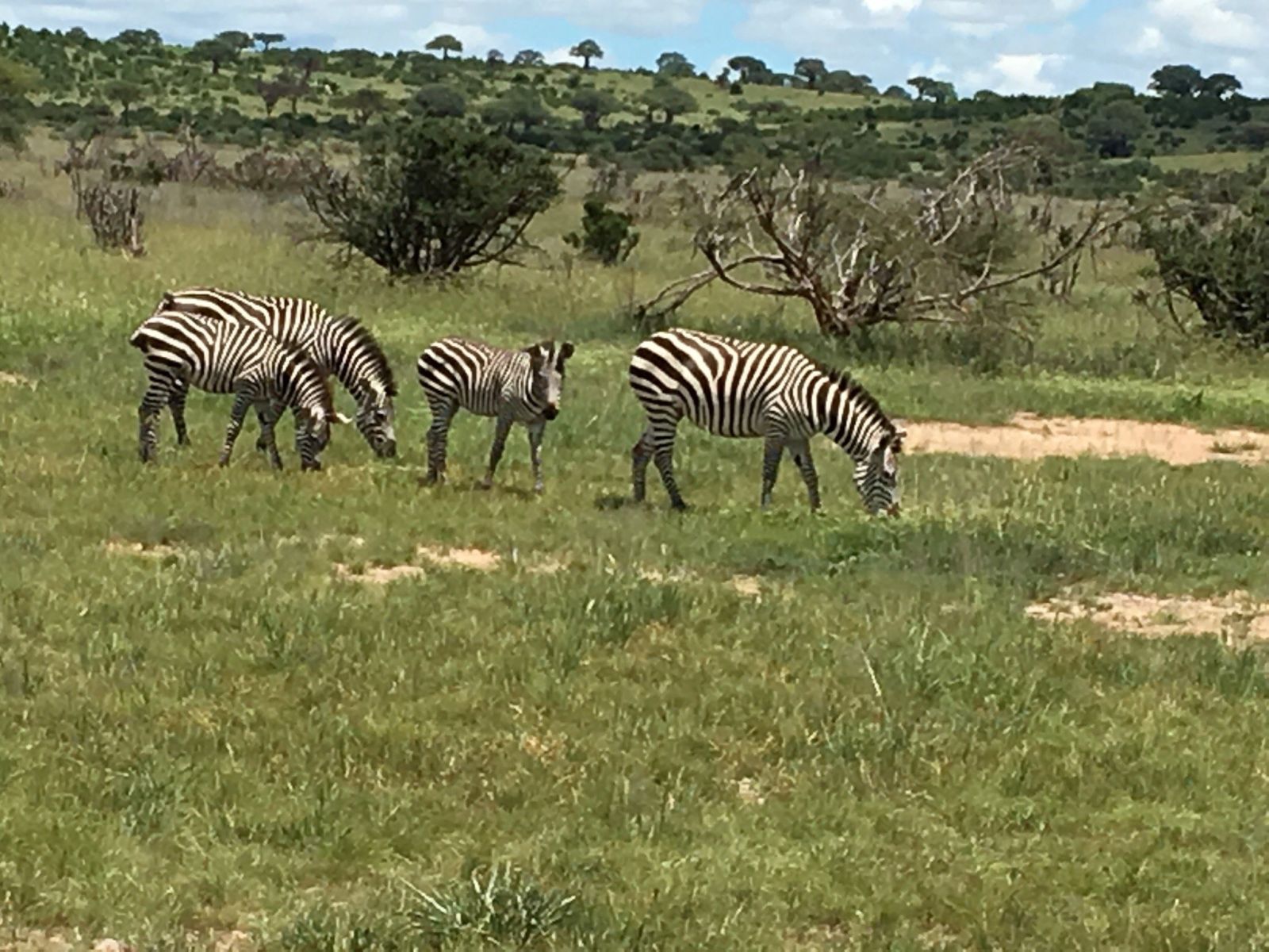 Four plains zebra grazing on a green hillside