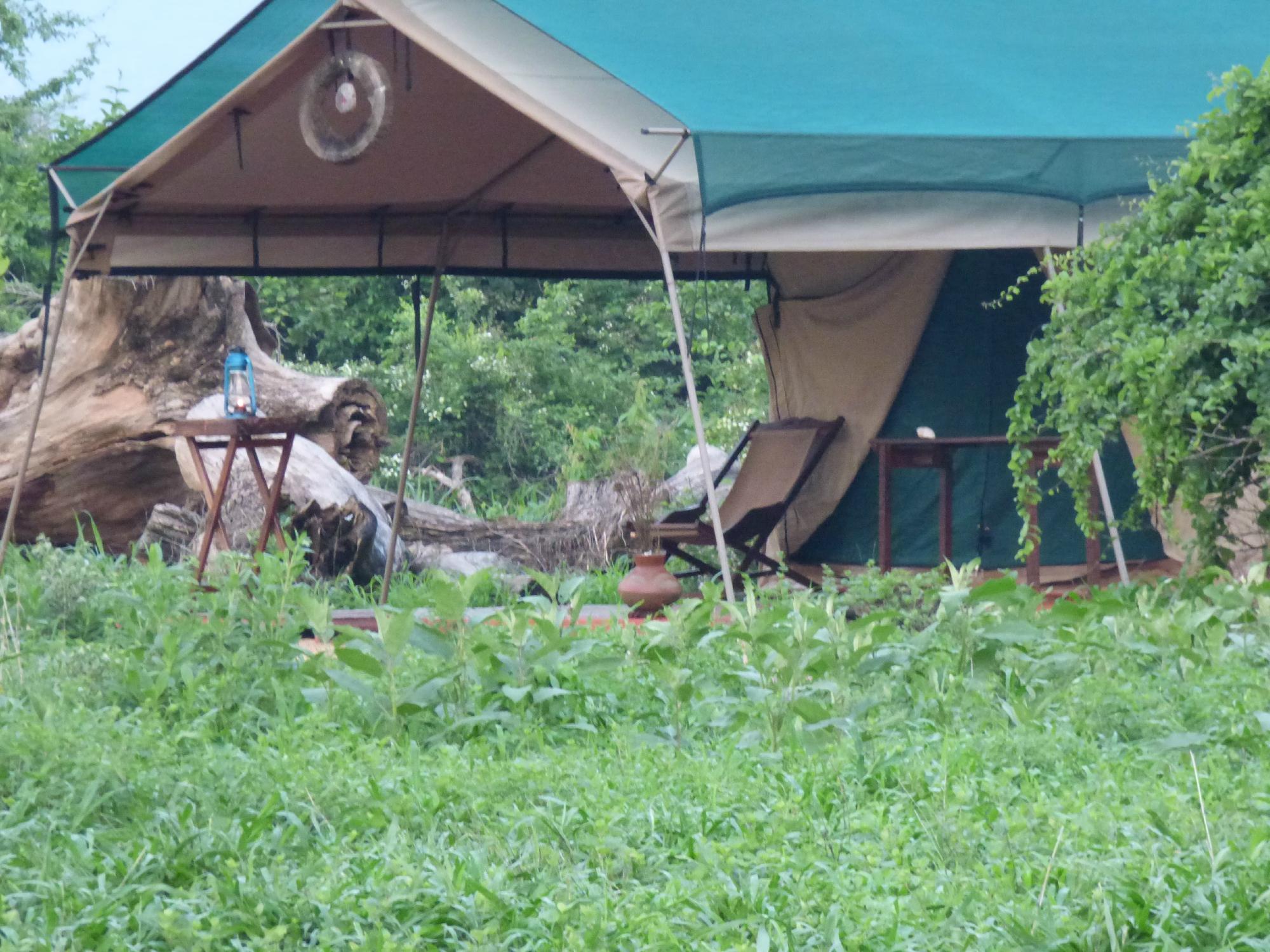 Green canvas safari tent with a paraffin lantern and a deckchair outside, Ruaha National Park