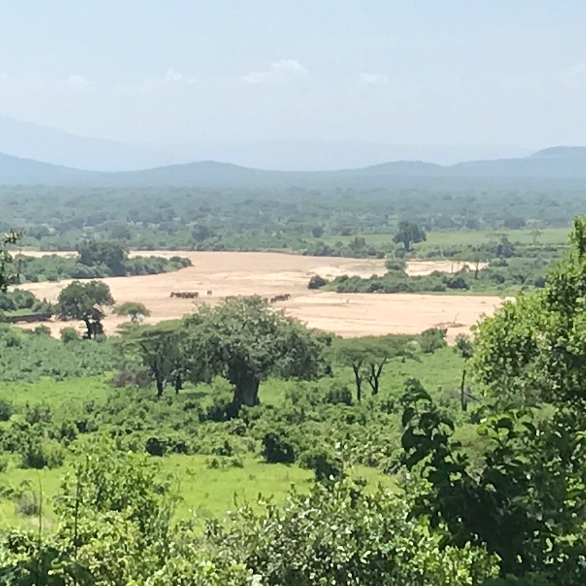 The view from a green hillside out over a wide sand riverbed in Ruaha