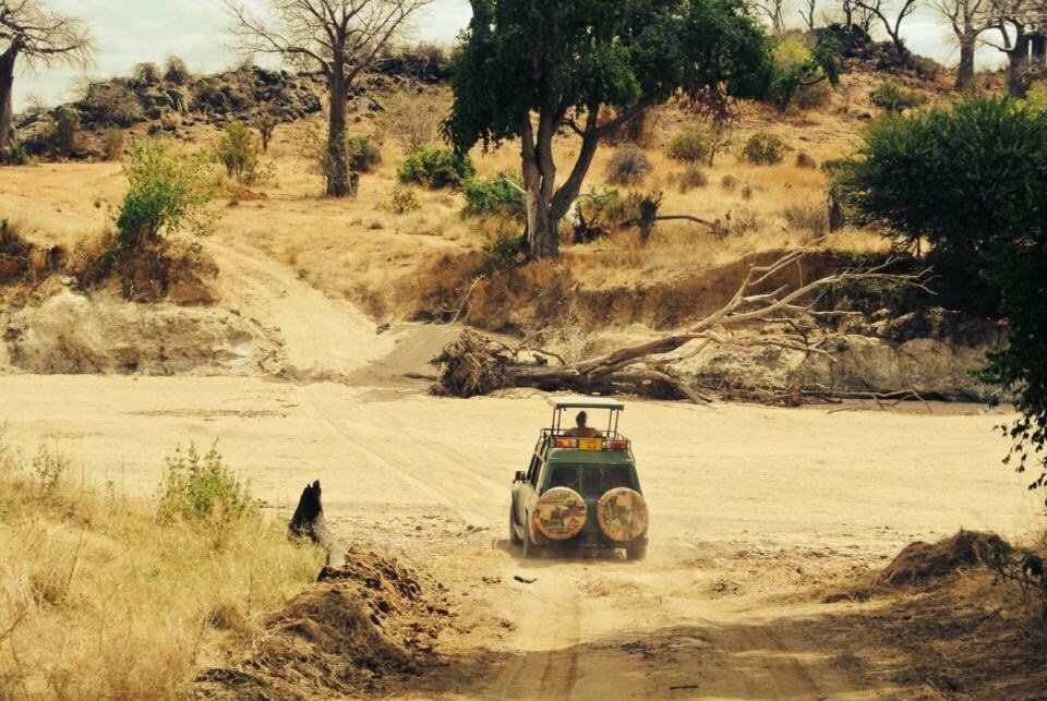 A green open safari vehicle crossing a dry sand riverbed in Ruaha National Park