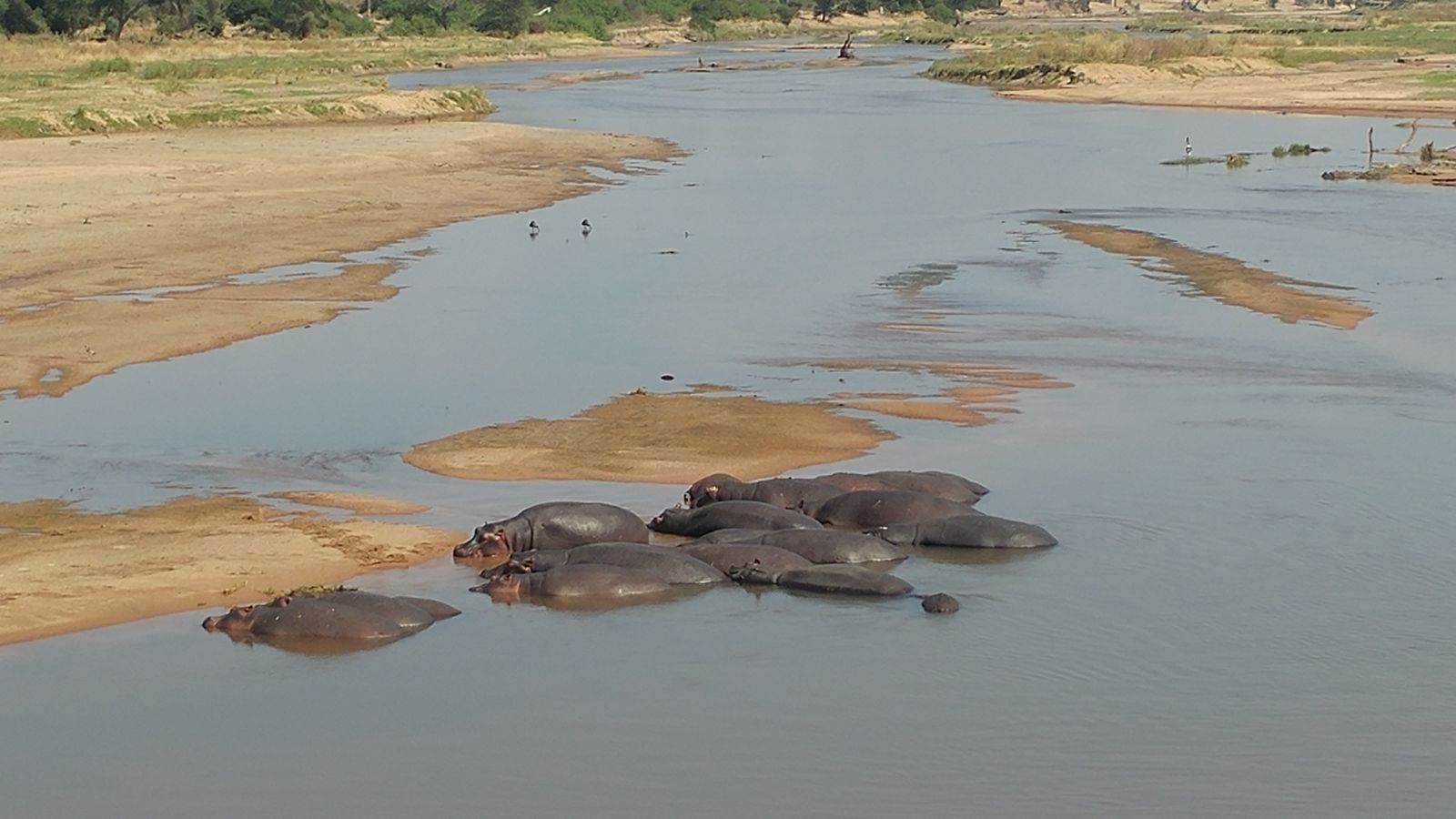 Hippo pod resting on a river sandbank, Ruaha National Park