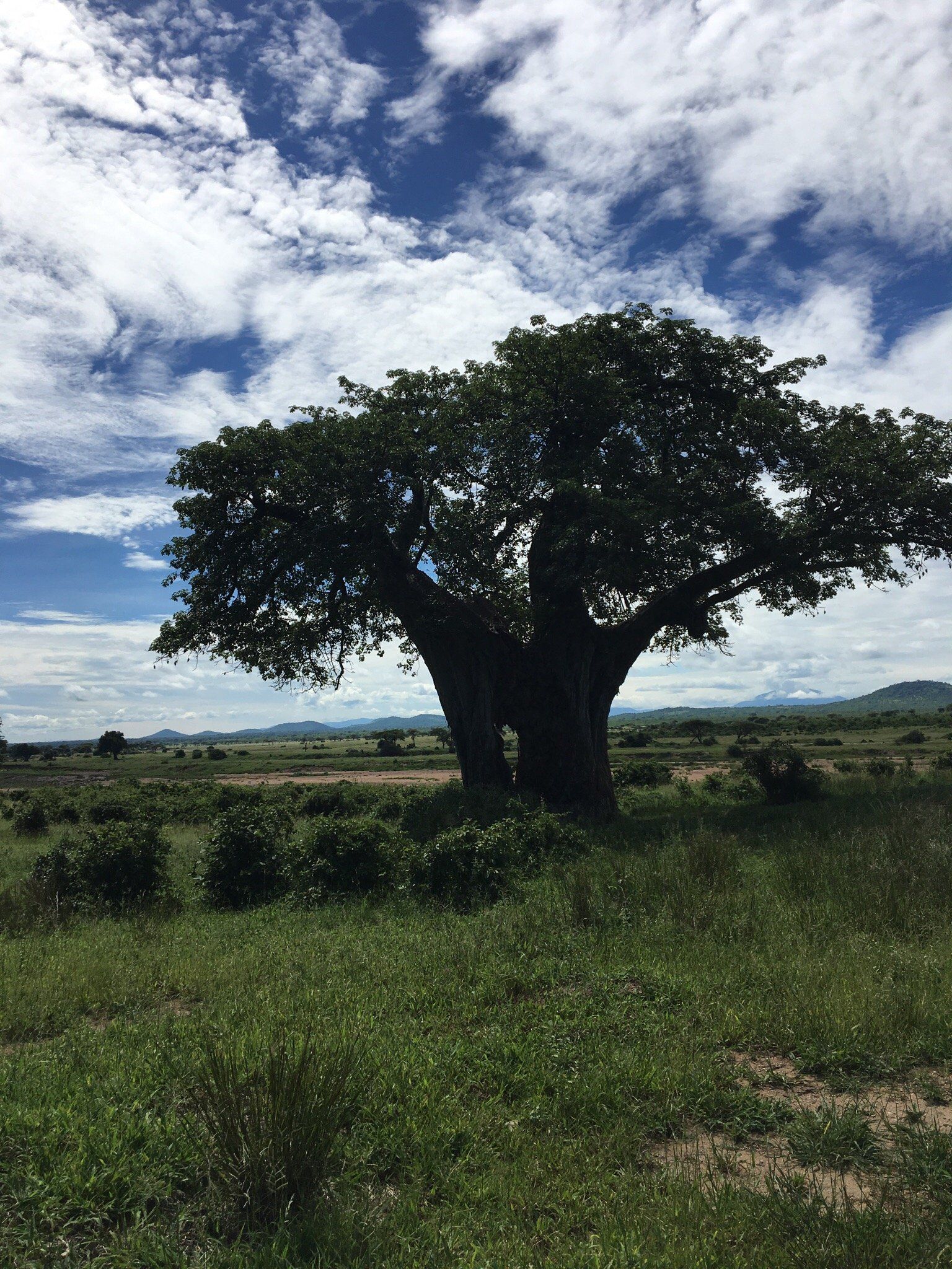 An enormous baobab in full leaf under a cloudy blue sky, Ruaha National Park