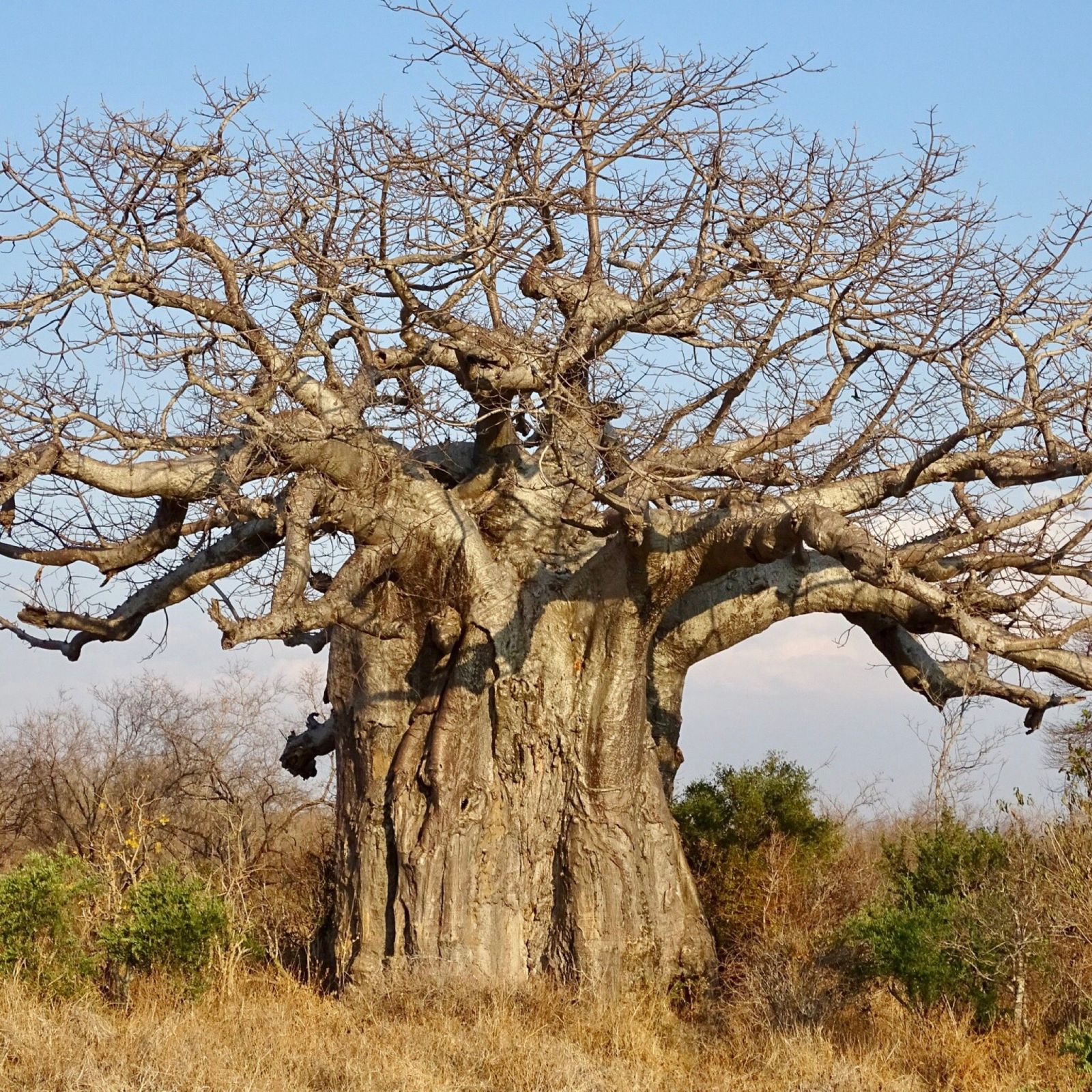 Huge bare baobab standing against a clear blue sky in Ruaha National Park