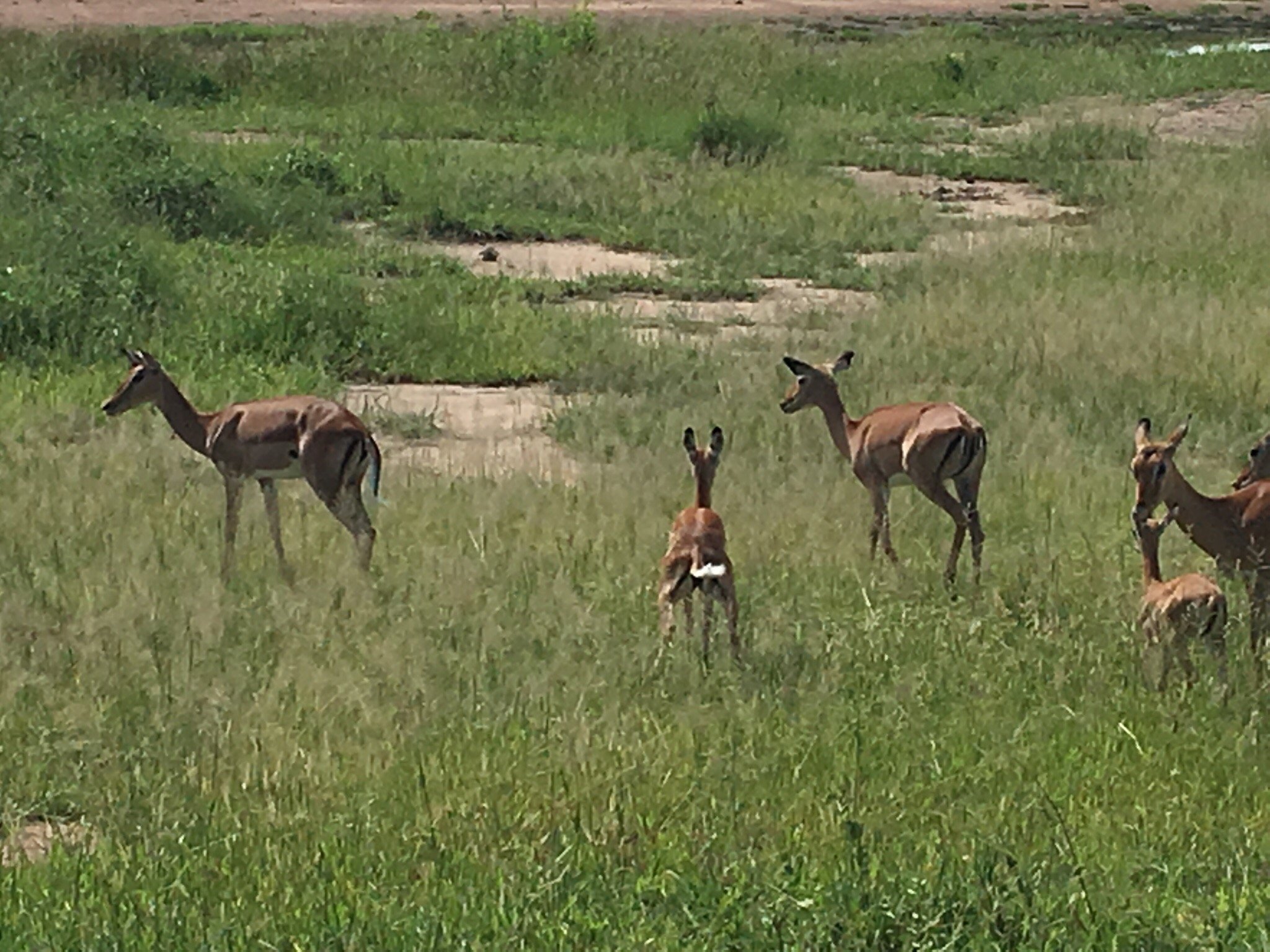 Impala herd with young beside a dry sand river, Ruaha National Park