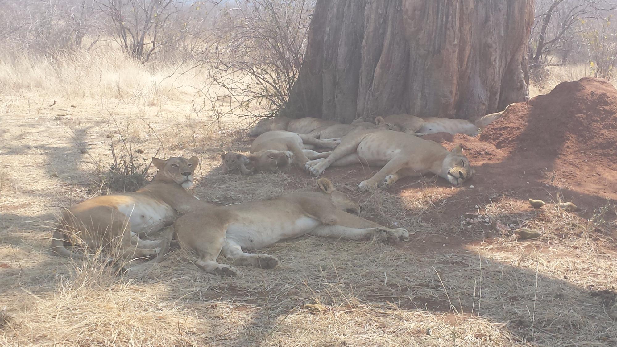 A lion pride with a cub asleep beside a termite mound in Ruaha National Park