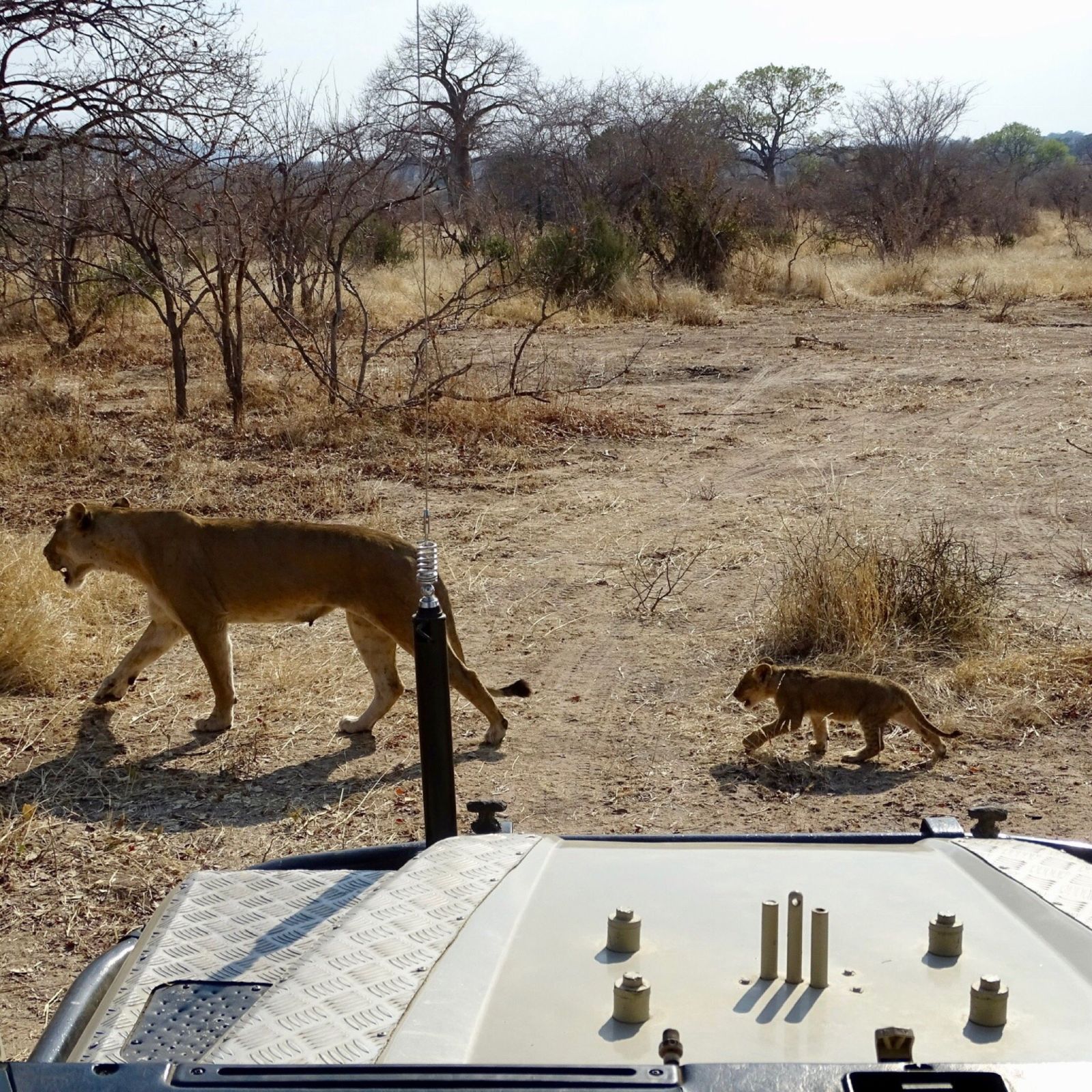 Lioness and small cub seen from a safari vehicle in Ruaha National Park