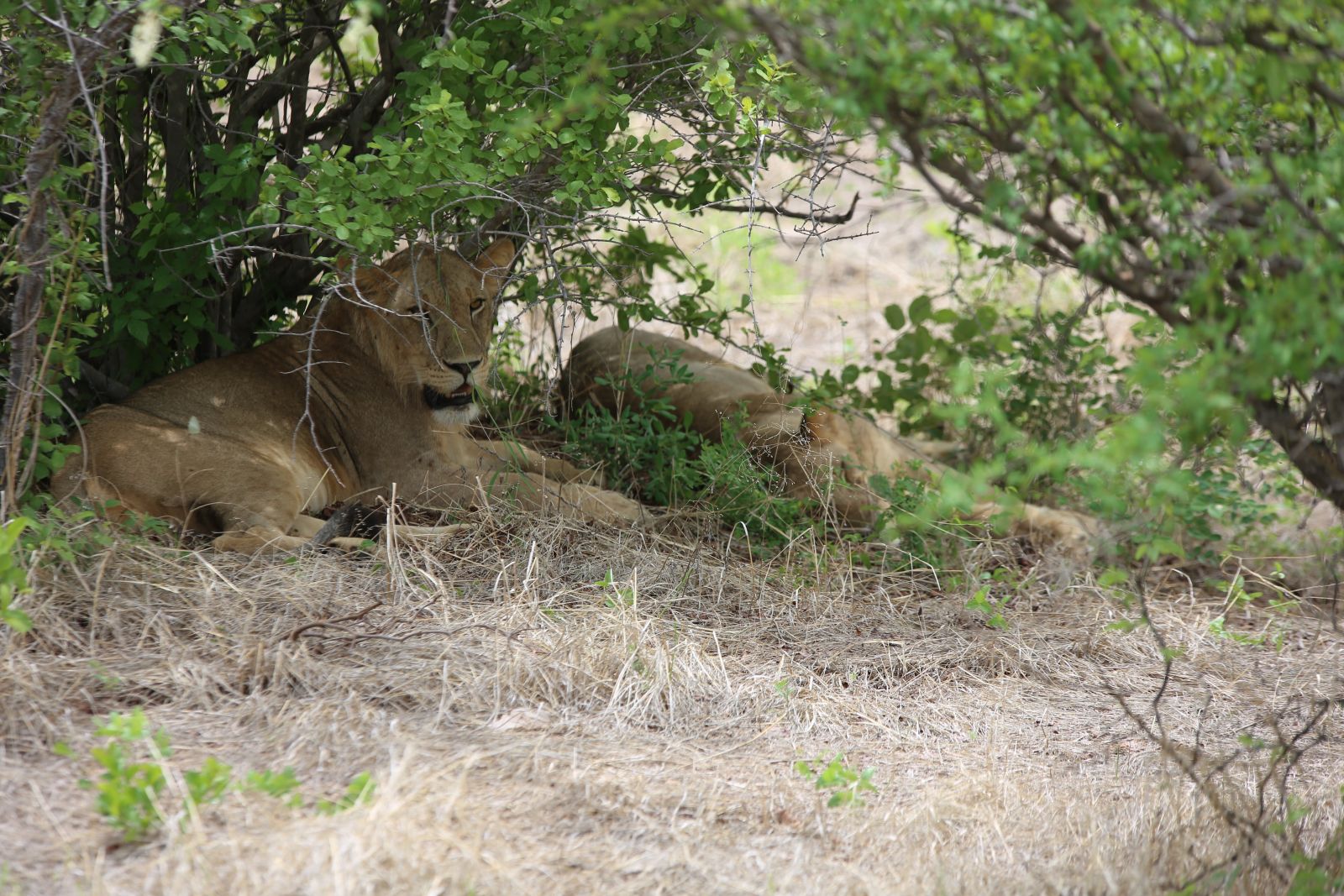 Lioness lying in dappled shade beside her pride in Ruaha National Park