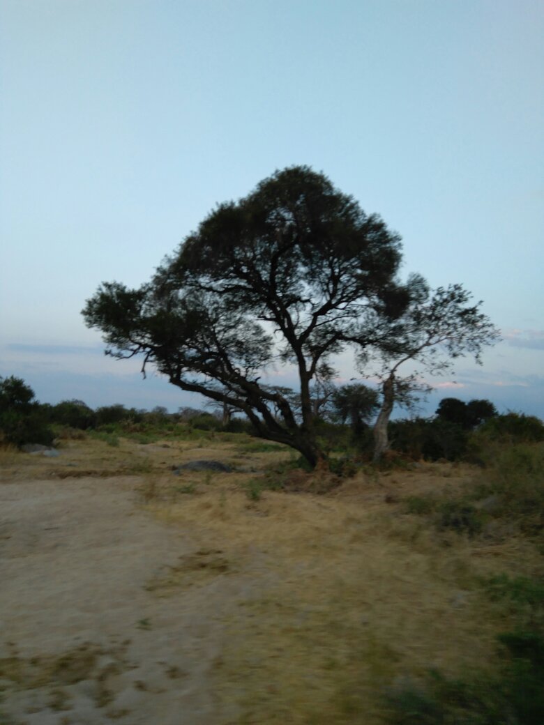 Lone flat-topped acacia at dusk above sandy ground in Ruaha National Park