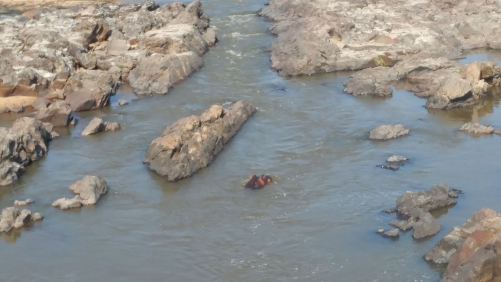 A single hippo standing in a narrow, rocky channel with little water around it