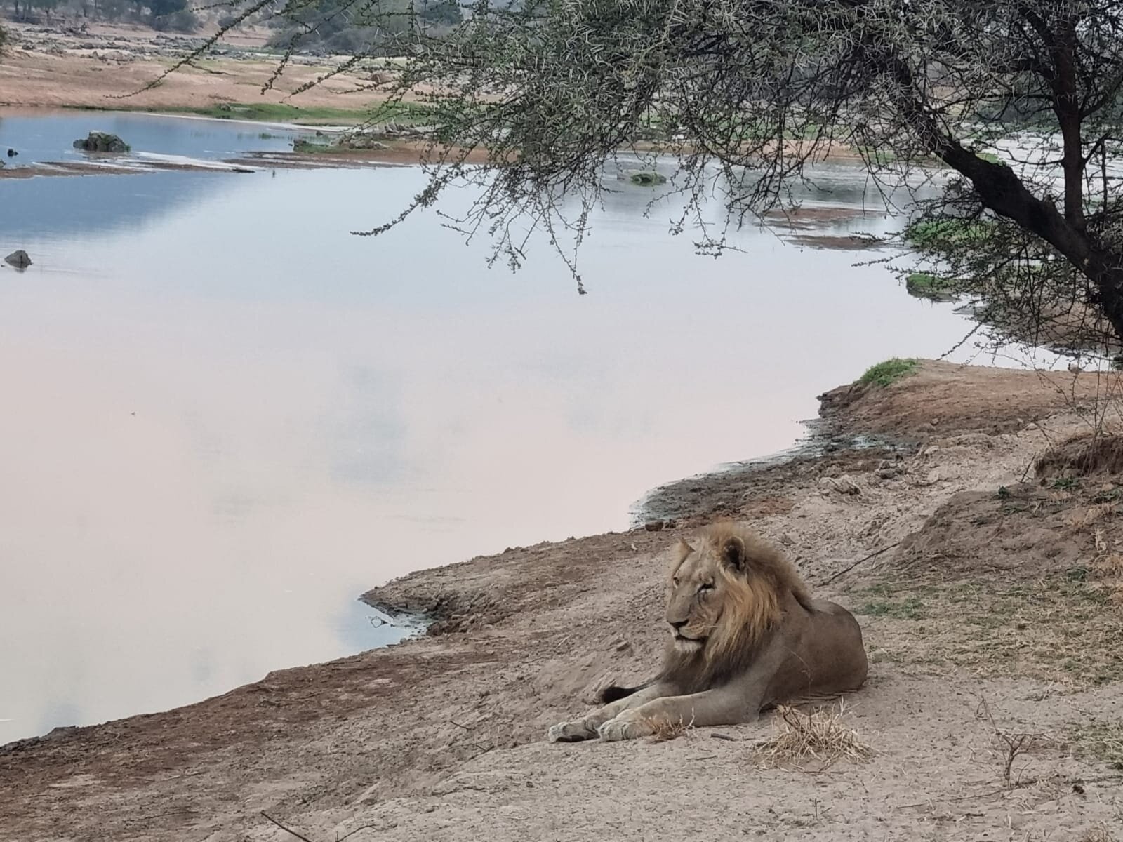 A male lion lying on a sandy riverbank in the shade of an acacia