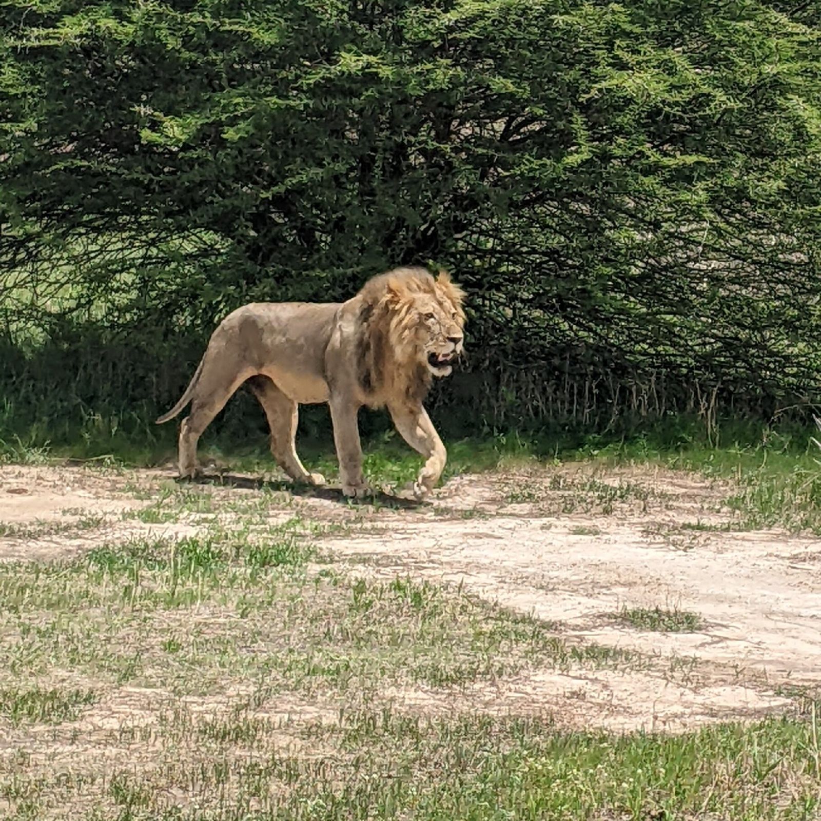 A male lion walking past a green acacia thicket in Ruaha