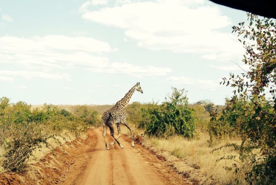 Masai giraffe crossing a red dirt road