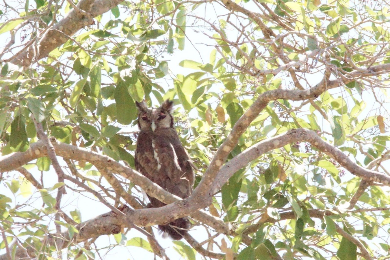 Owl with prominent ear tufts roosting in a tree in Ruaha National Park