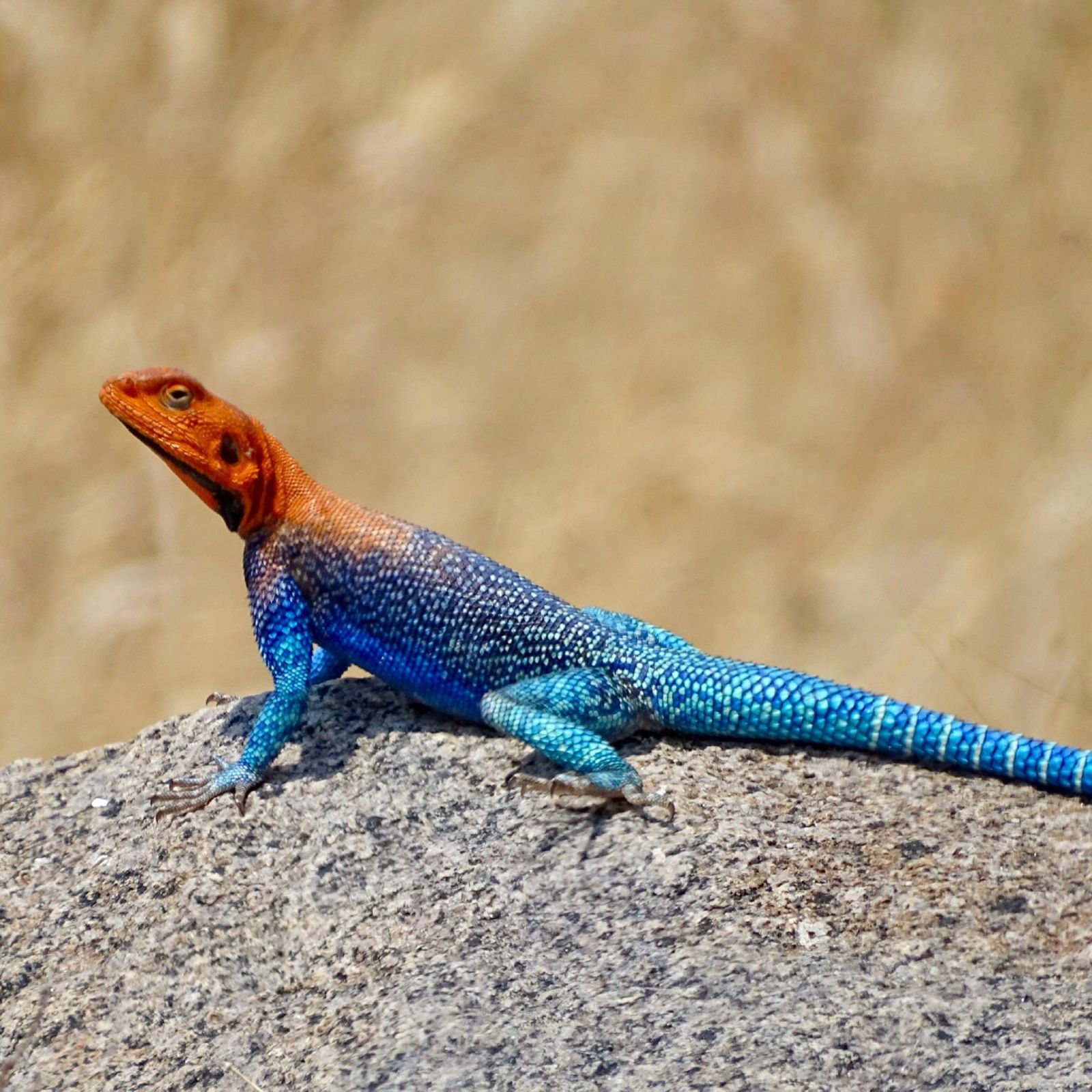 Red-headed rock agama basking on a boulder