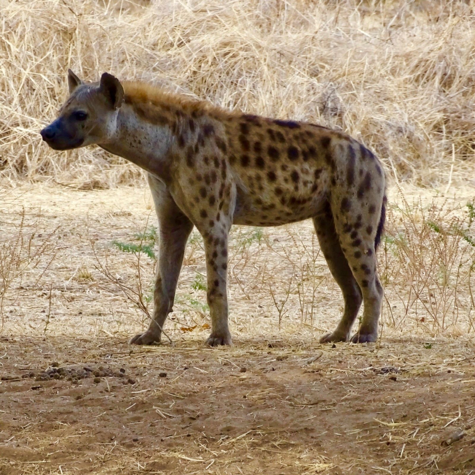 A spotted hyena standing in dry bleached grass in Ruaha