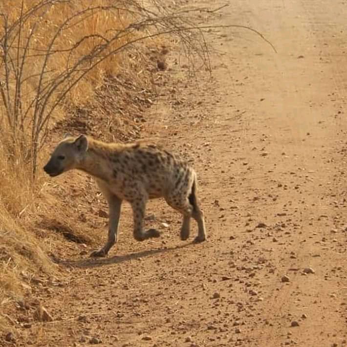 Spotted hyena walking along a dirt track in Ruaha National Park