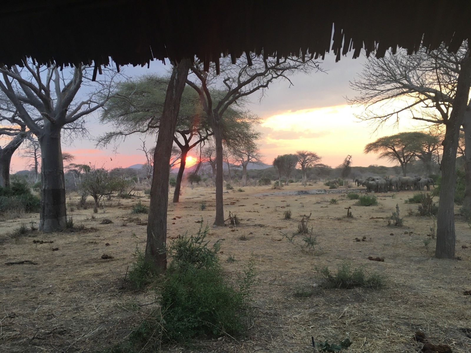 Sunset between baobab and acacia with elephants at a waterhole, Ruaha National Park