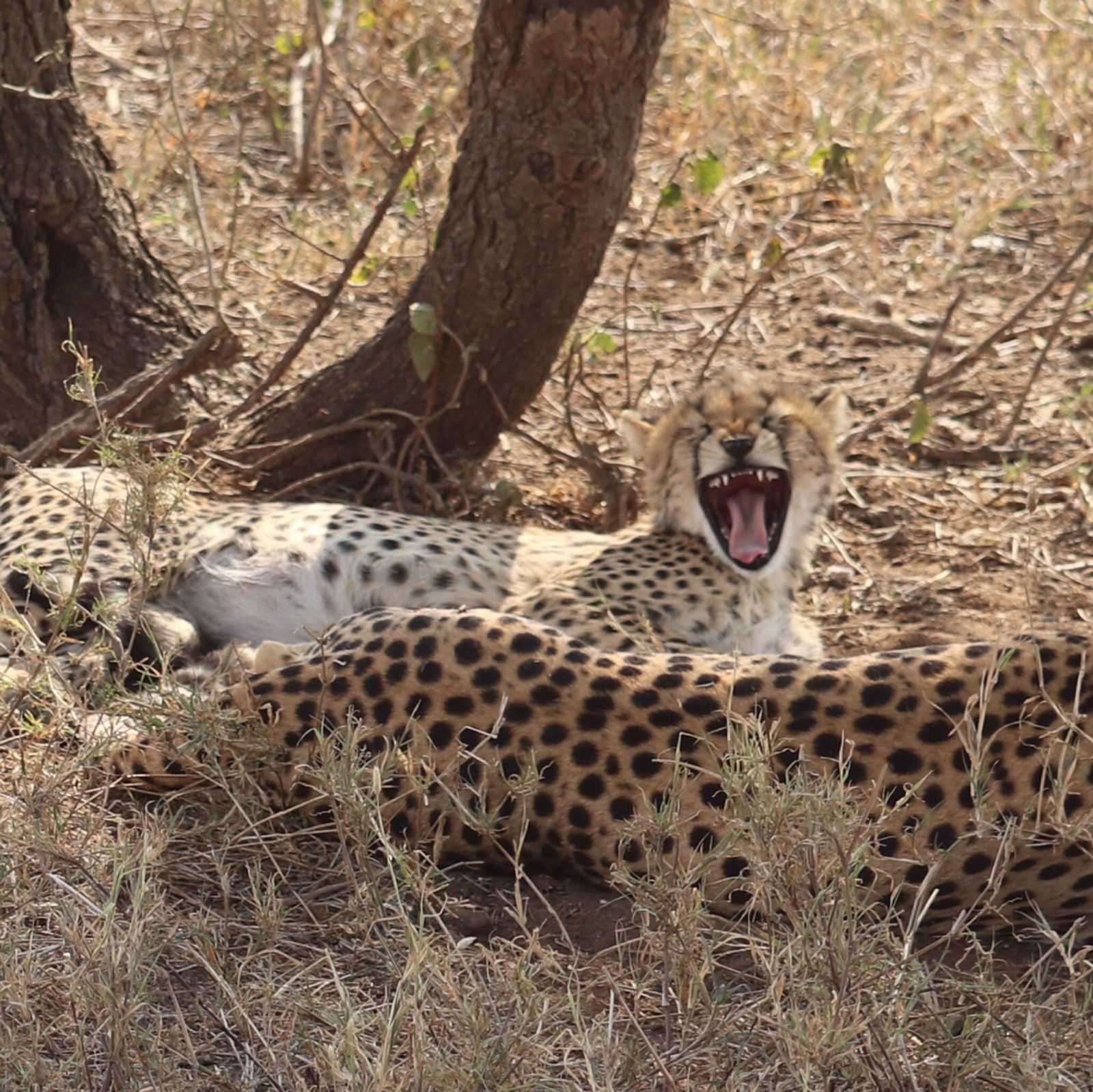 Three cheetahs resting in tree shade, one of them yawning, Ruaha National Park