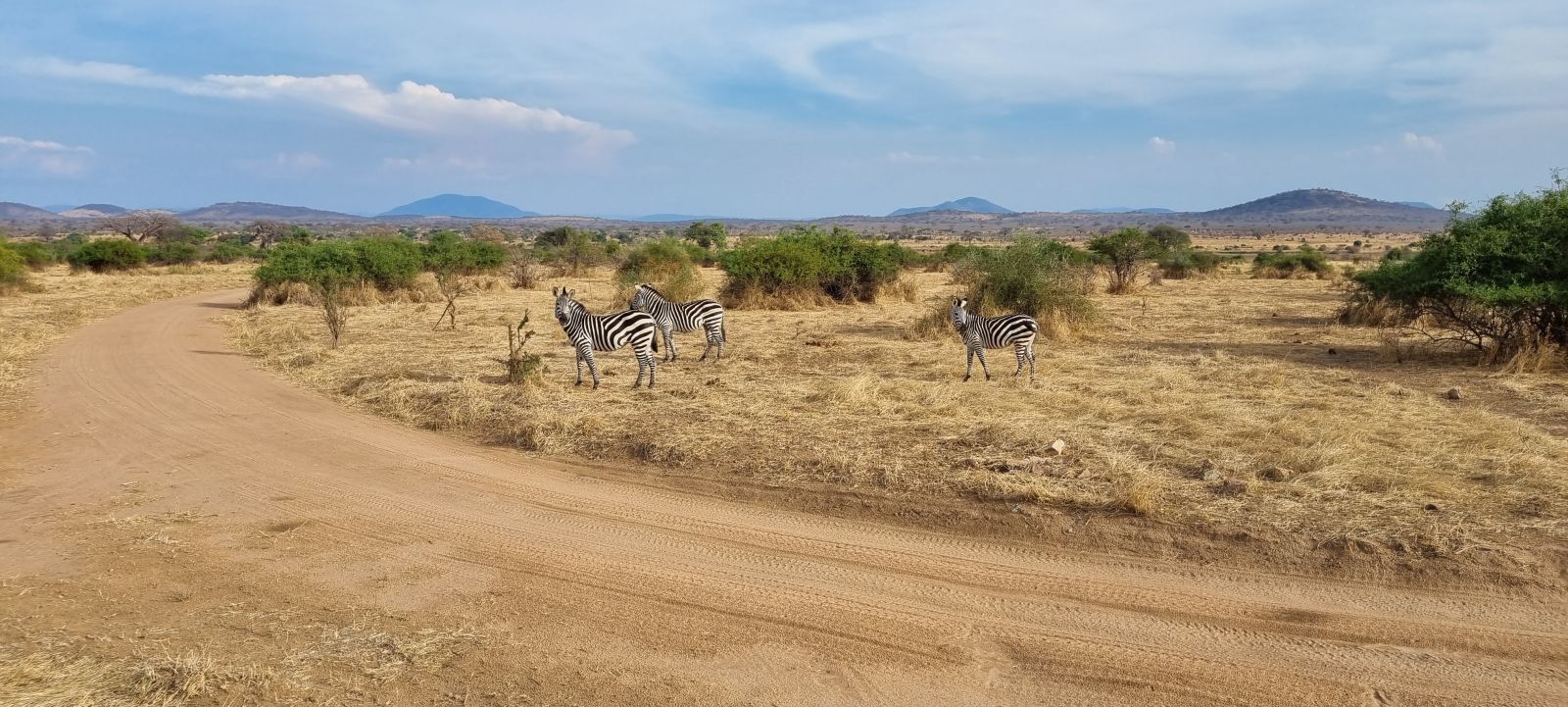 Three zebras standing beside a dusty track