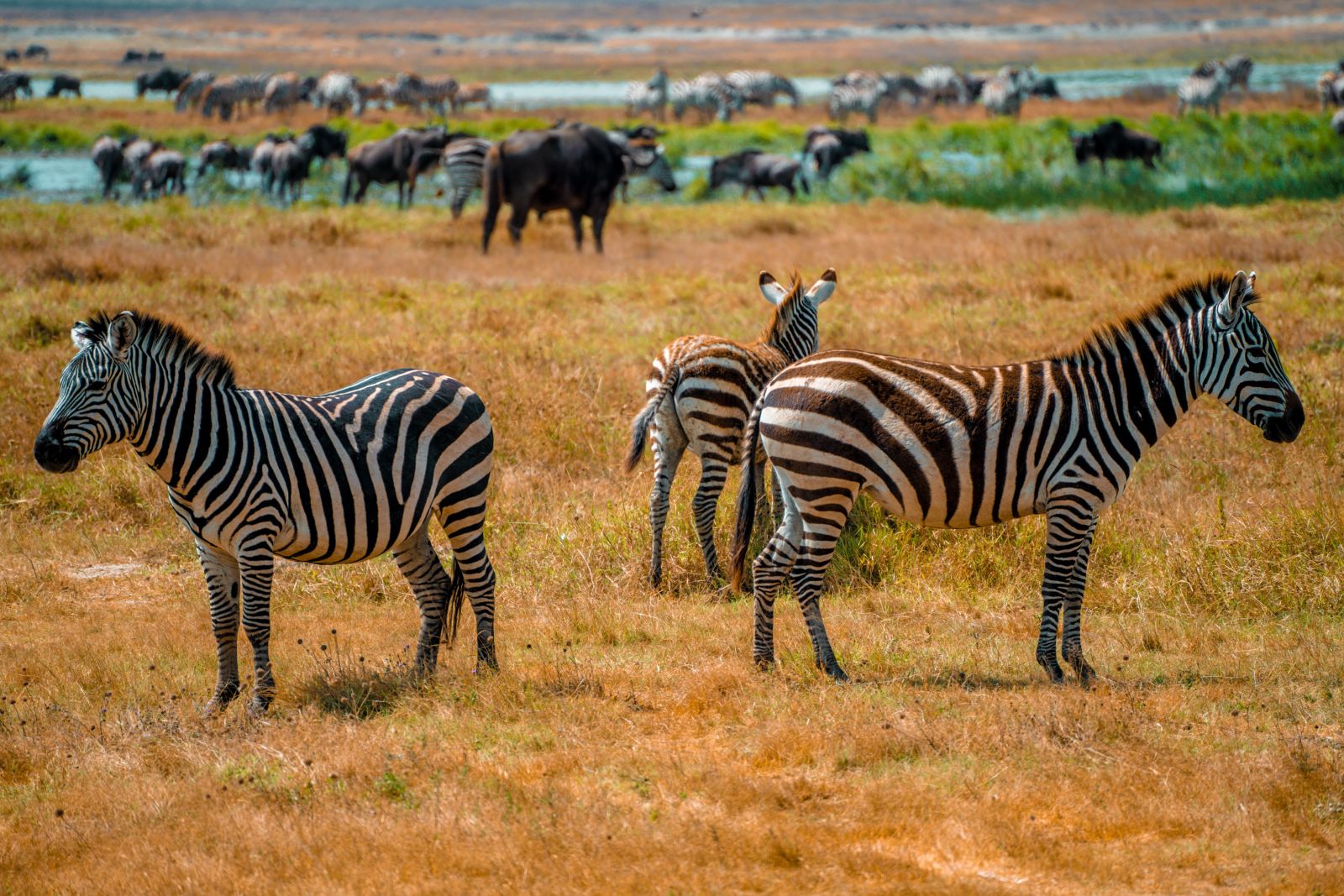 Three zebras with wildebeest at a marsh, Ruaha National Park