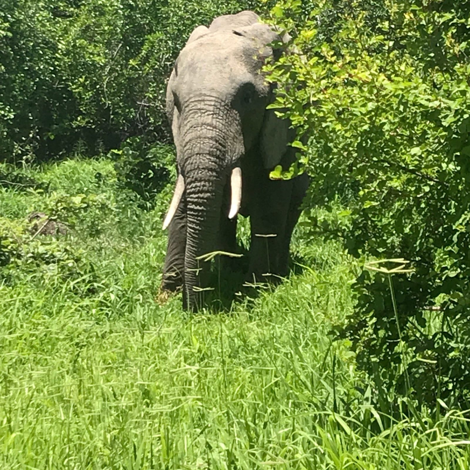 A tusked bull elephant standing in lush green bush, Ruaha National Park