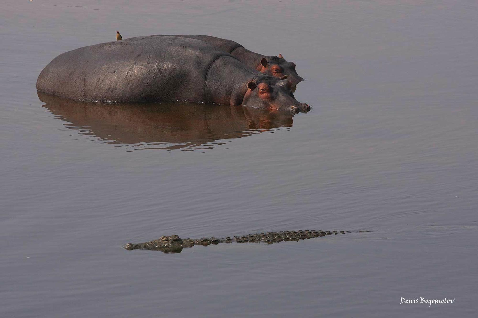 Two hippos and a crocodile in calm water in Ruaha National Park