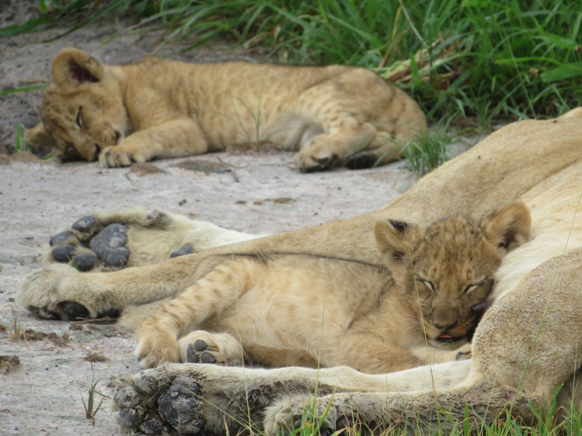 Two lion cubs asleep against a lioness paws