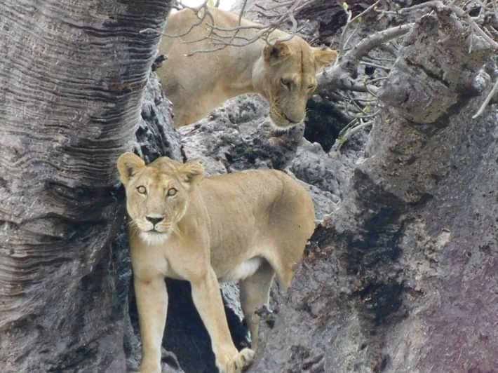 Two lionesses sheltering inside the hollow trunk of a baobab, Ruaha National Park