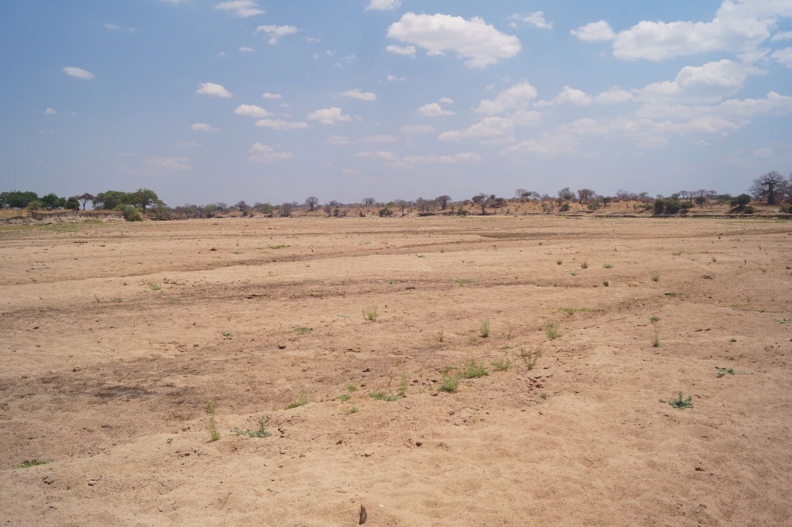 A wide dry sand riverbed lined with baobab trees in Ruaha National Park