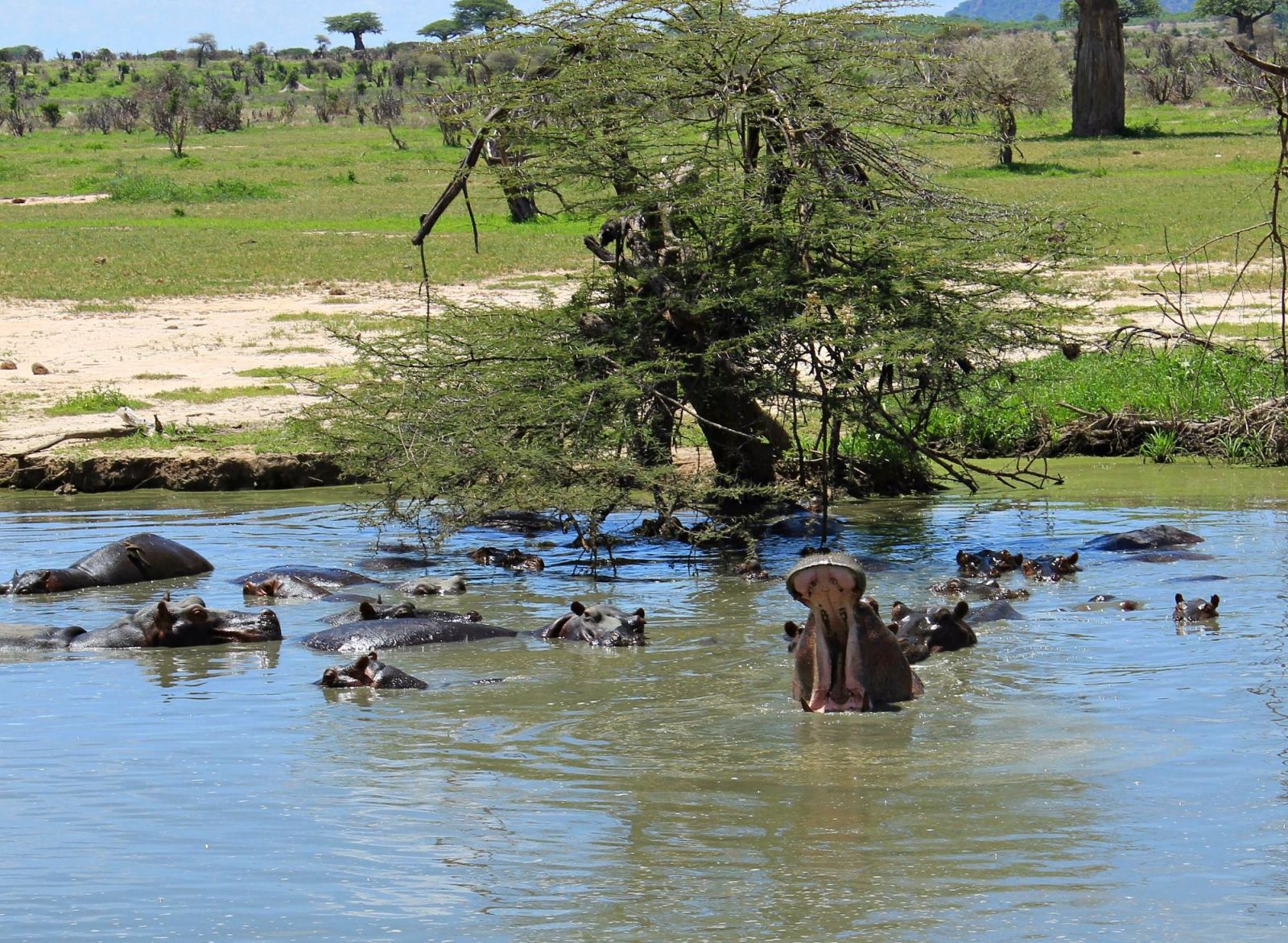 A hippo yawning among a pod resting in the water, Ruaha National Park